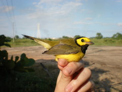 Setophaga citrina