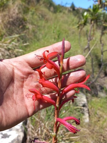 Pypie Watsonia (Watsonia gladioloides)