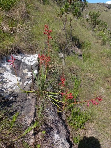 Image of Watsonia gladioloides by (c) Brian du Preez, some rights reserved (CC BY-SA)