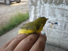 Cardellina pusilla