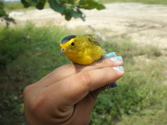 Cardellina pusilla
