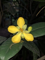 Ochna serrulata