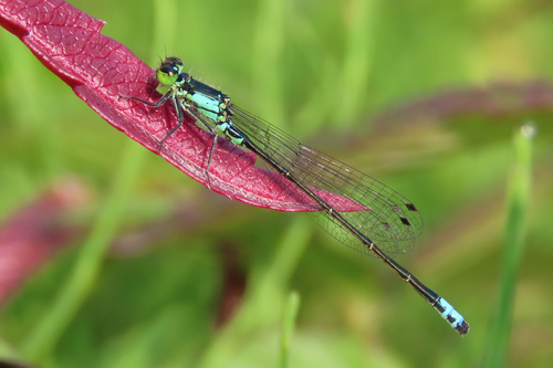 Plains Forktail