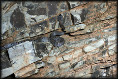 Lampropeltis alterna