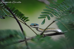 Leptophis mexicanus