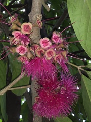 Myrtaceae