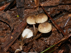 Mycena albidofusca