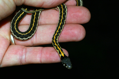 Thamnophis cyrtopsis cyrtopsis