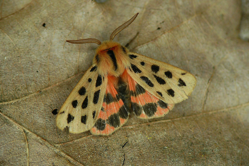 Chelis maculosa (Gerning, 1780)