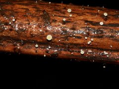 Lachnum pteridophyllum