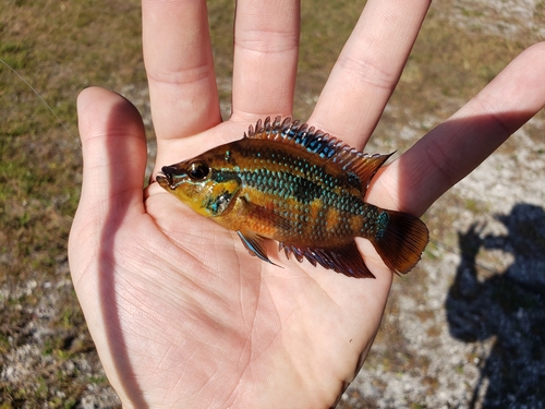 Salvini (Trichromis salvini) — Cichlidae — 3