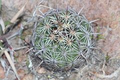 Coryphantha cornifera