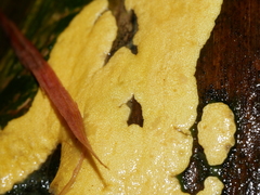 Trichoderma victoriense