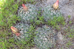 Coryphantha cornifera