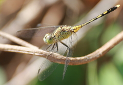 Diplacodes trivialis
