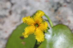 Nymphoides fallax