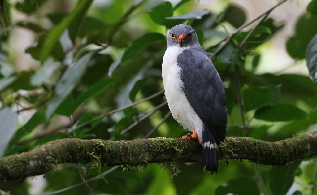 Leucopternis Hawks