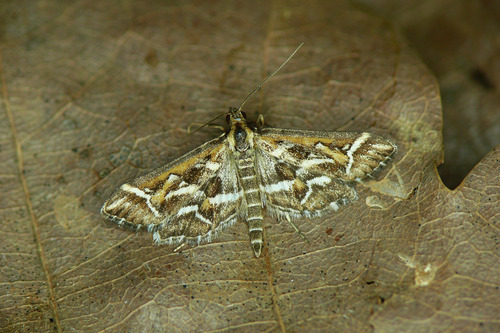 Diasemia reticularis Linnaeus, 1761