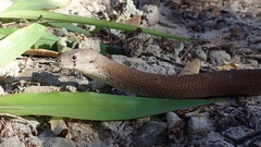 Pygopus lepidopodus