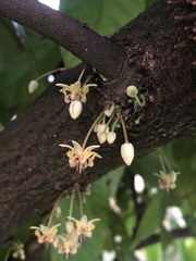 Theobroma cacao