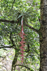 Tillandsia eizii