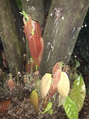 Theobroma cacao