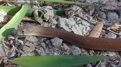 Pygopus lepidopodus