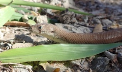 Pygopus lepidopodus