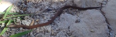 Pygopus lepidopodus