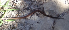 Pygopus lepidopodus