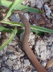 Pygopus lepidopodus