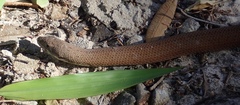 Pygopus lepidopodus