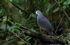 Purplish-Backed Quail-Dove photo 1