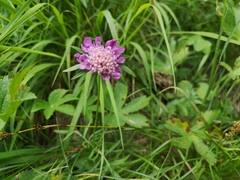 Scabiosa lucida