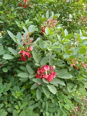 Erythrina crista-galli