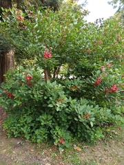 Erythrina crista-galli