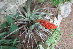 Tillandsia ponderosa