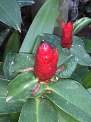 Costus