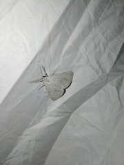 Lithostege farinata