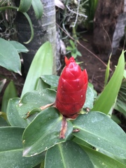 Costus