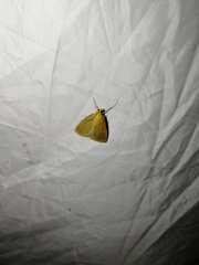 Evergestis aenealis
