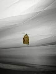 Choristoneura hebenstreitella