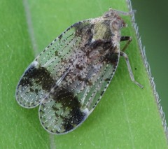 Cixius cunicularius