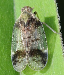 Cixius cunicularius