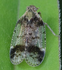 Cixius cunicularius