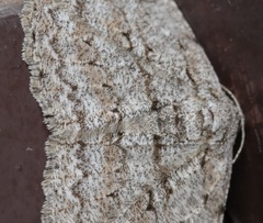 Hypomecis punctinalis