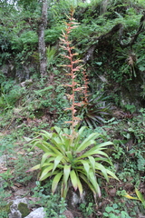 Tillandsia guatemalensis