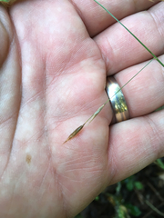 Melica subulata