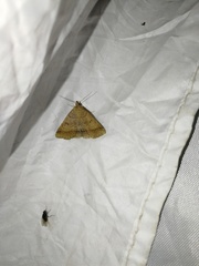 Zanclognatha lunalis