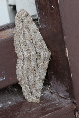 Hypomecis punctinalis